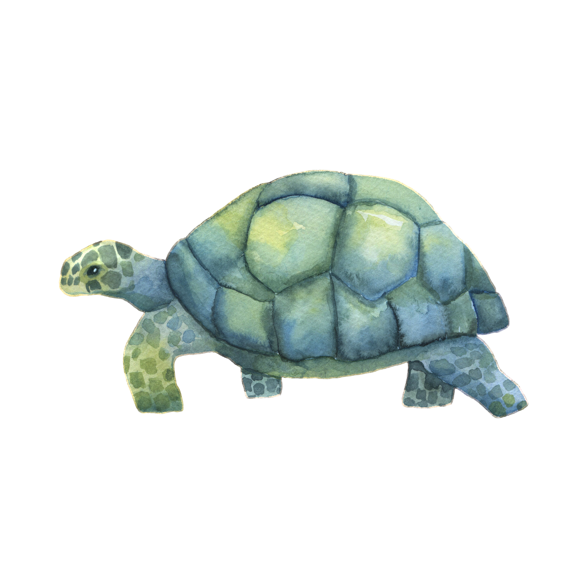 Schildkröte