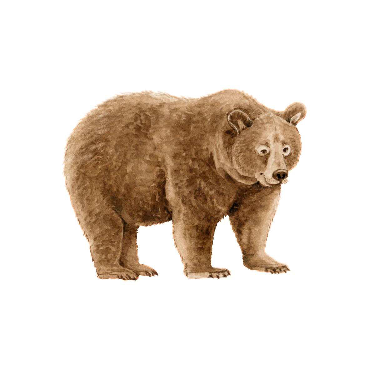 Bär
