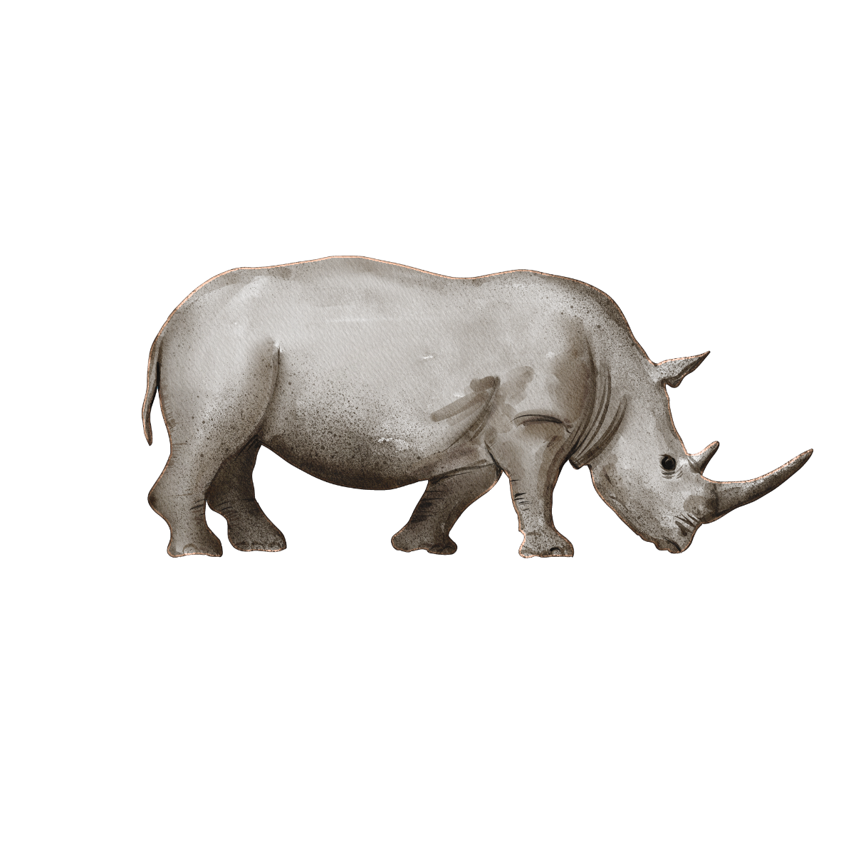 Nashorn
